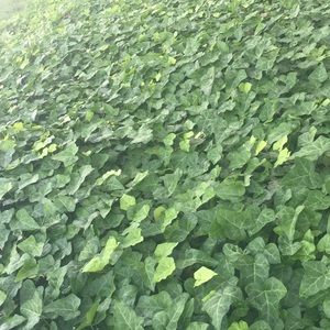 Meet your Posher, Monique